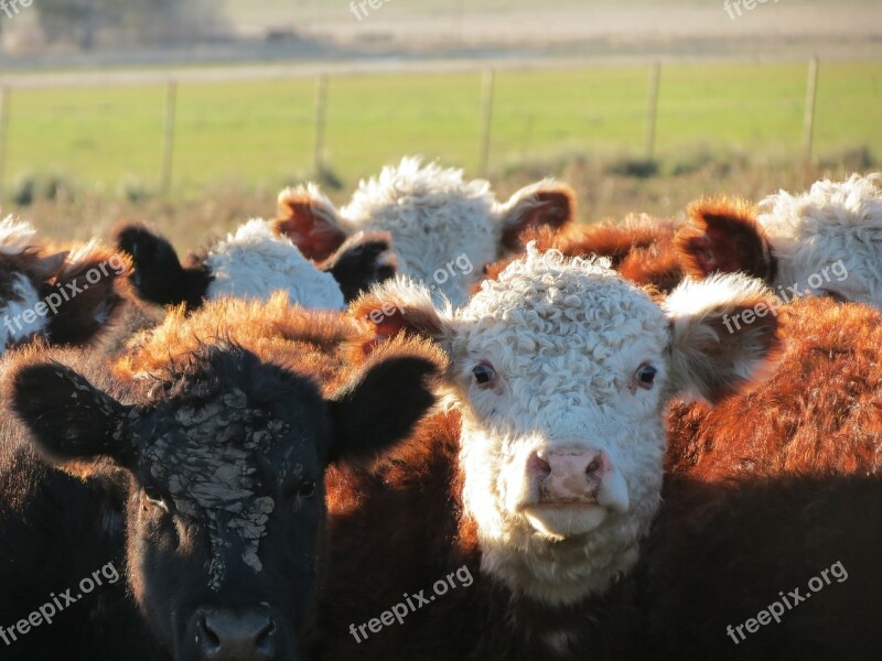 Nature Animals Calves Free Photos