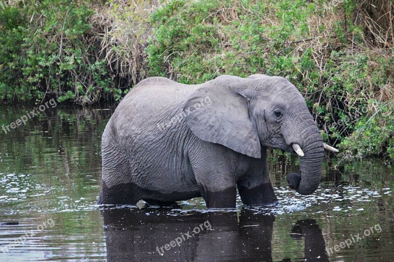 Safari Tanzania Serengeti Africa Animal