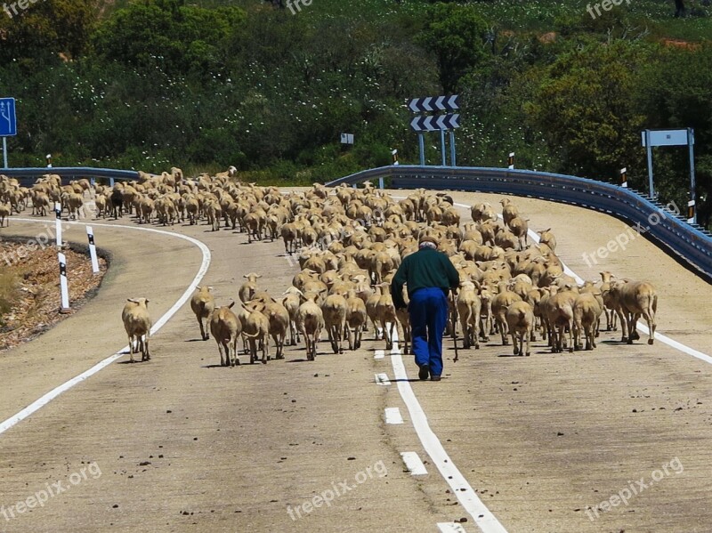 Sheep Herd Drove Blocking Road