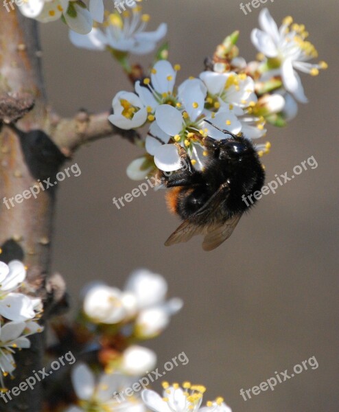 Wasp Flower Pollen Sloe Honey