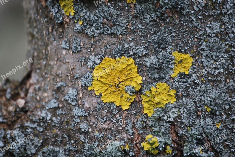 Wood Bark Lichen Forest Nature