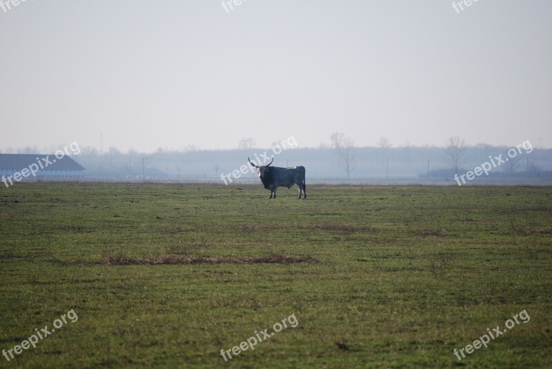 Beef Hungarian Grey Cattle Privacy Dignity Power