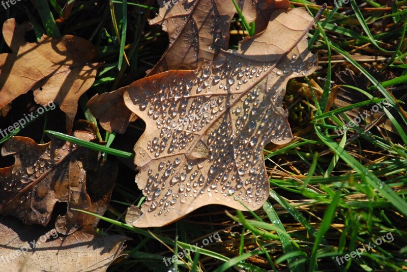 Water Drop Holidays Autumn Free Photos