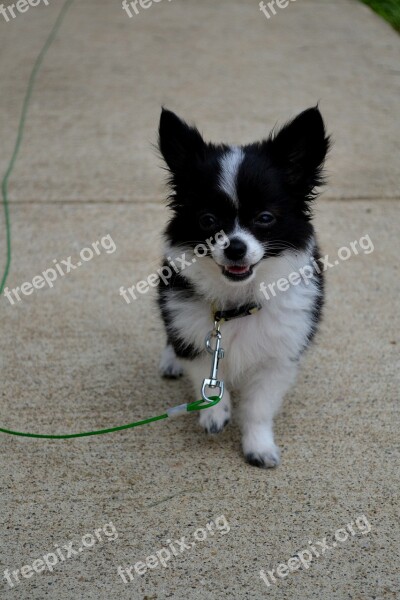 Dog Black White Leash Black And White