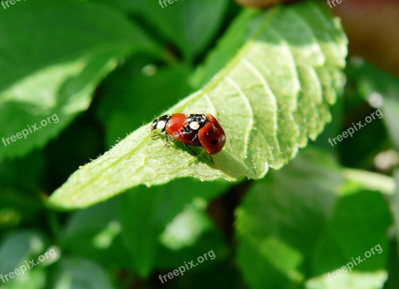 Ladybug Pairing Green Leaf Spring Beetle