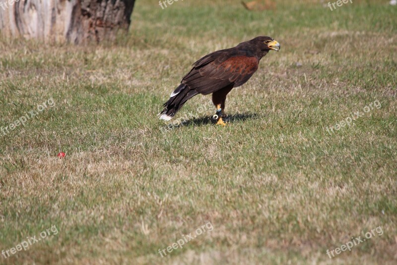 Wild Bird Raptor Harris Hawk Ground Free Photos