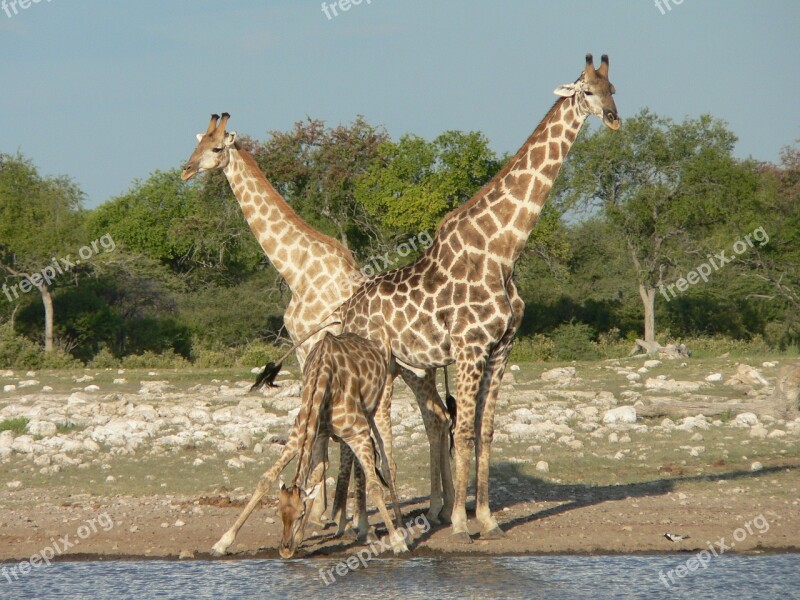 Giraffes Safari Namibia Drink Free Photos