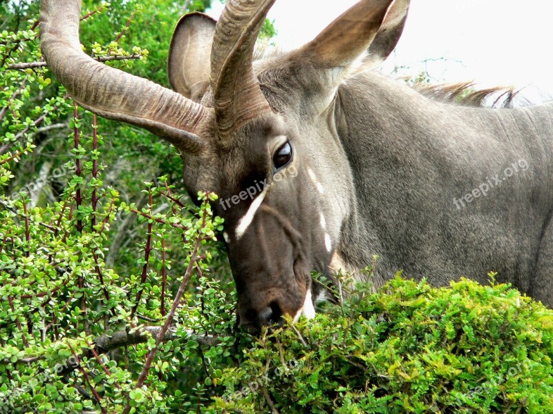 Kudu Animal Springbok Africa Eat