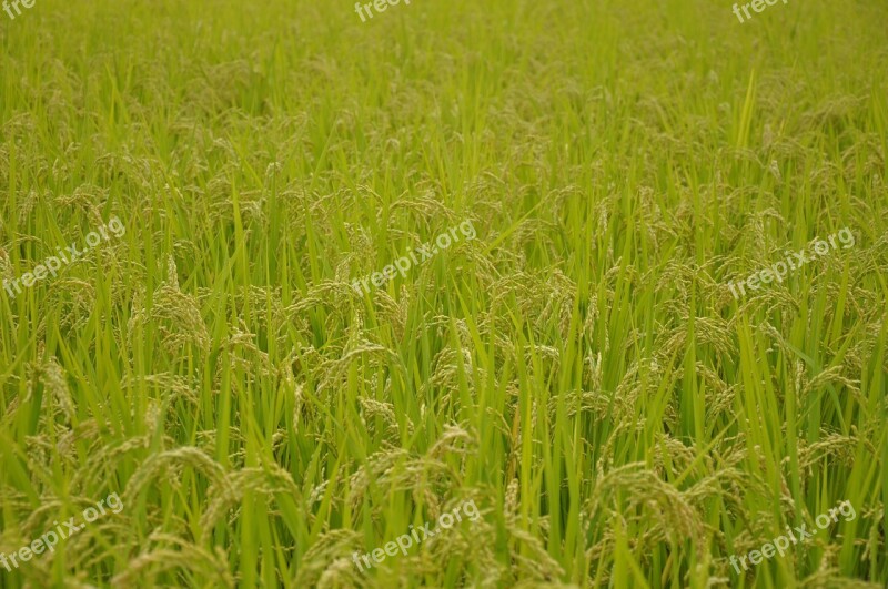 Yamada's Rice Fields Rice Usd Japan Background