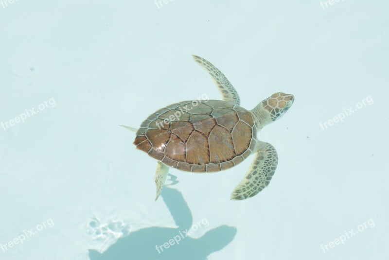 Turtle Xcaret Caribbean Free Photos