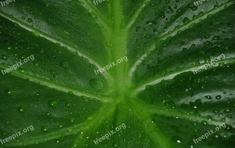 Leaf Leaves Colorful Green Macro