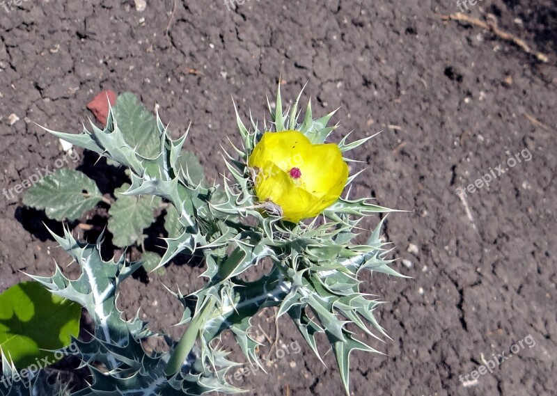 Mexican Prickly Poppy Mexican Poppy Prickly Poppy Satyanashi Swarnakshiri