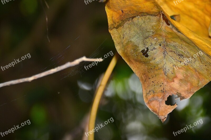 Leaf Withered Leaves Green Macro