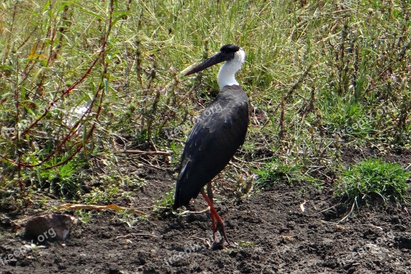 Woolly-necked Stork Bishop Stork White-necked Stork Ciconia Episcopus Bird