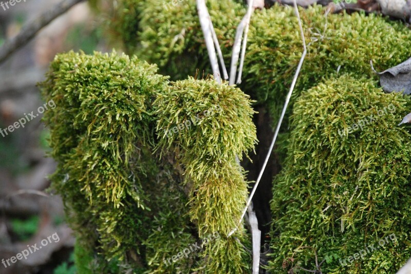 Forest Log Moss Mohapárna Wood