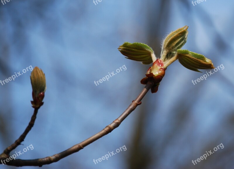 Wood Bud Spring Nature Chestnut