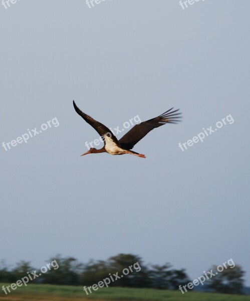 Bird Stork Black Stork Fly Nature