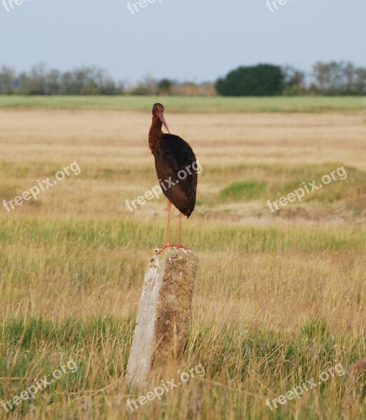 Black Stork Privacy Dignity Bird Free Photos