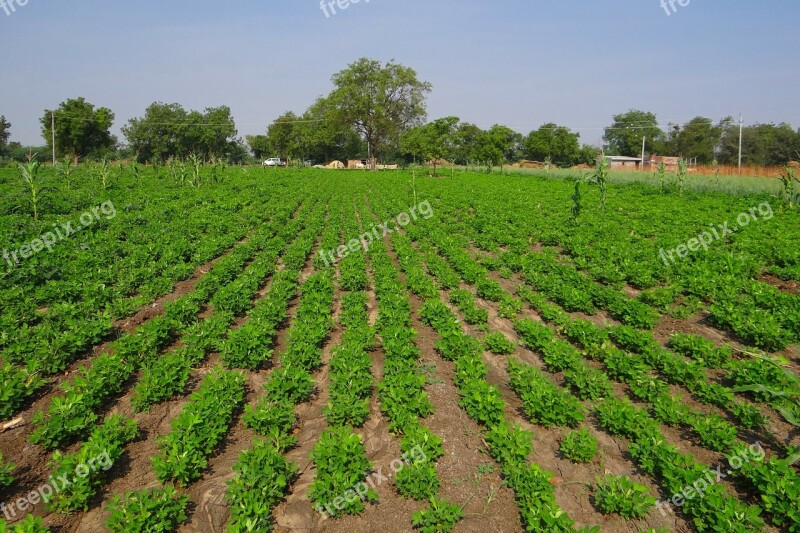 Groundnut Field Peanut Crop Agriculture Oilseeds Karnataka