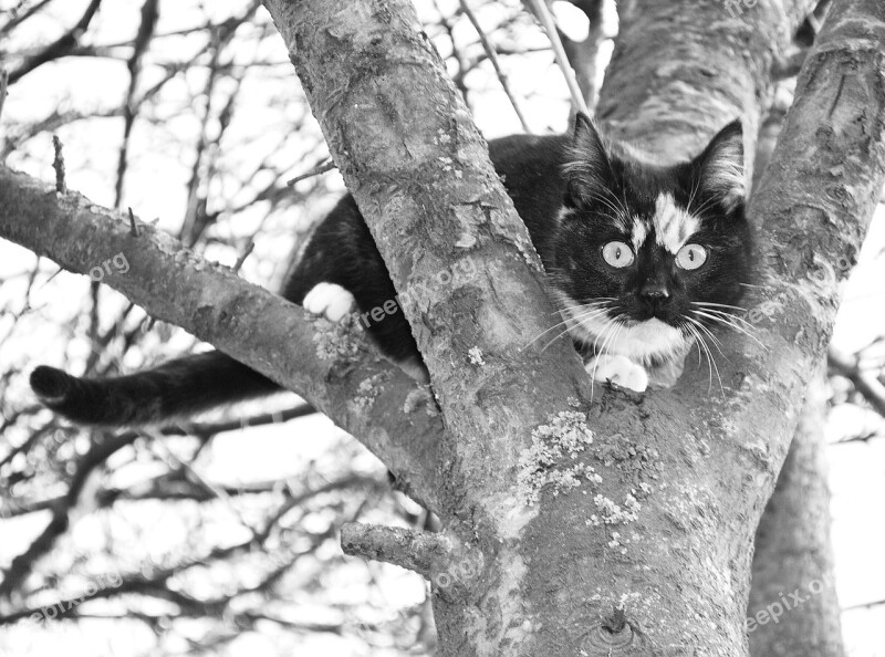 Cat Climb Tree Lurking Attention