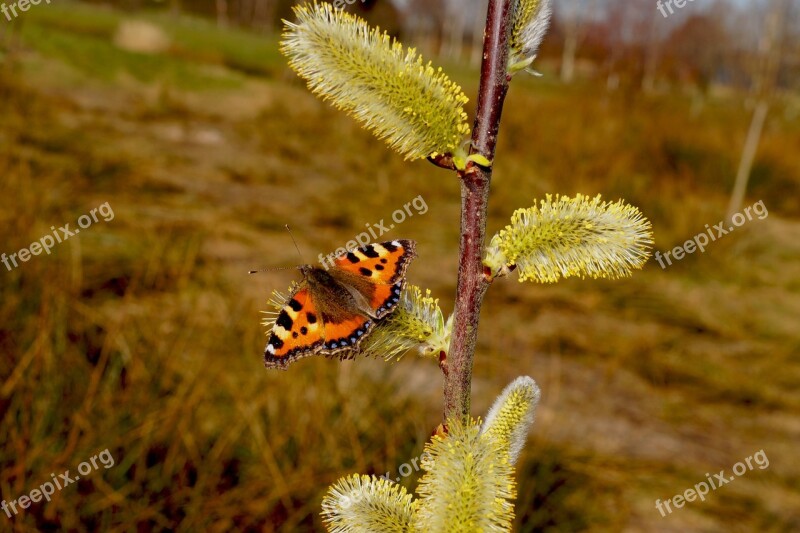 Butterfly Little Fox Butterflies Color Aglais Urticae