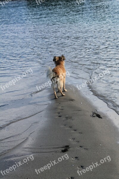 Dog Beach Sand Sea Water