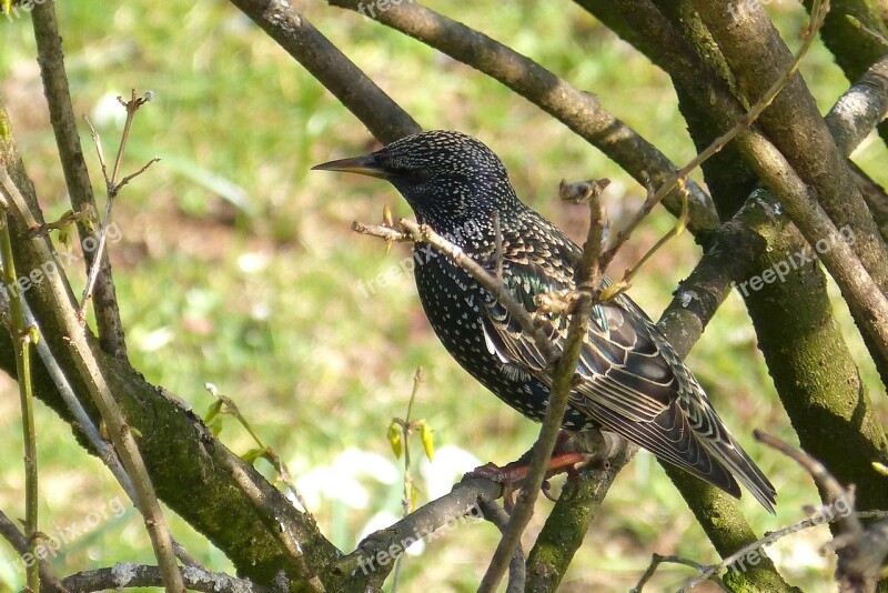 Star Birds Migratory Birds Bird Free Photos