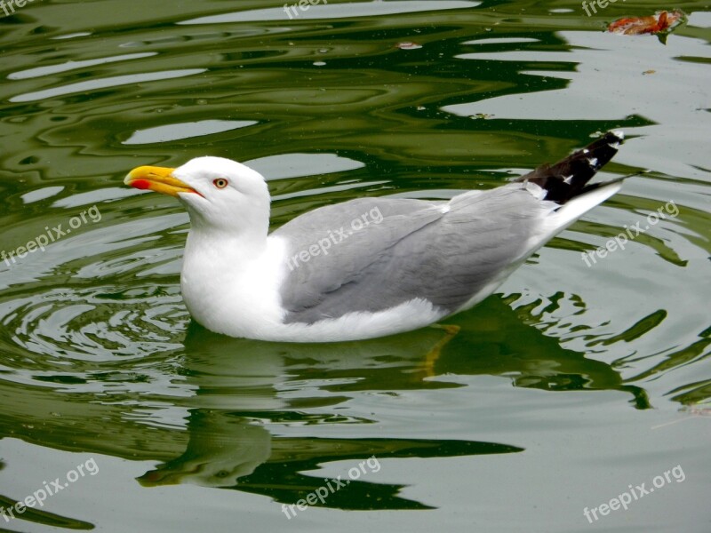 Seagull Bird Ave Pond Seagulls