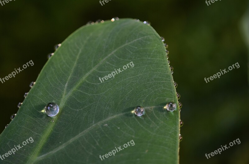 Leaf Leaves Colorful Green Macro