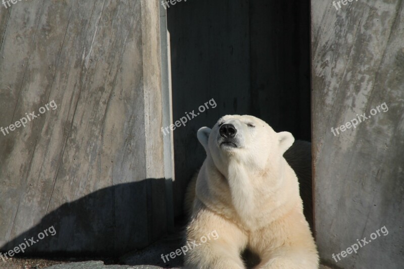 Polar Bear Bear Rest Zoo Free Photos