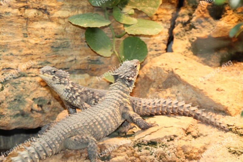 Lizards Reptile Iguanas Monitor Lizards Exotic