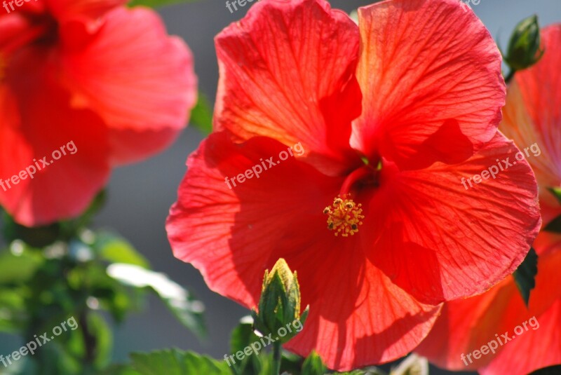 Flowers Orange Hibiscus Pretty Summer