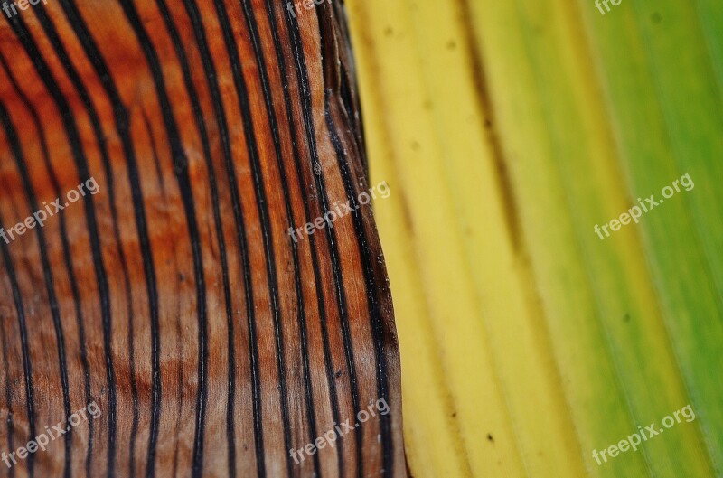 Leaf Leaves Colorful Green Macro