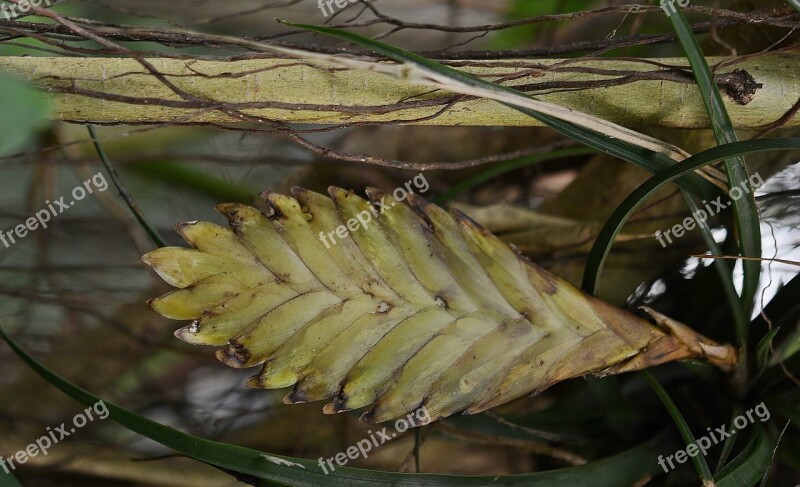 Flower Leaf Leaves Colorful Green