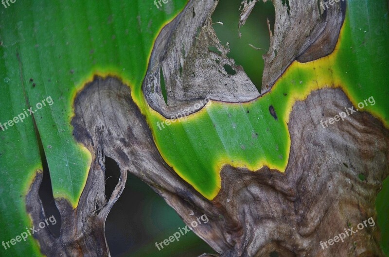 Leaf Leaves Colorful Green Macro