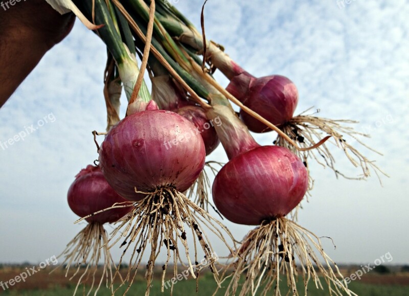 Onions Fresh Harvested Vegetable Onion Bulbs