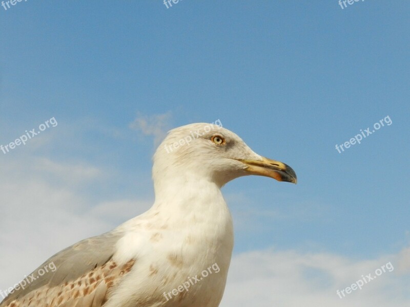 Seagull Eye Peak Free Photos