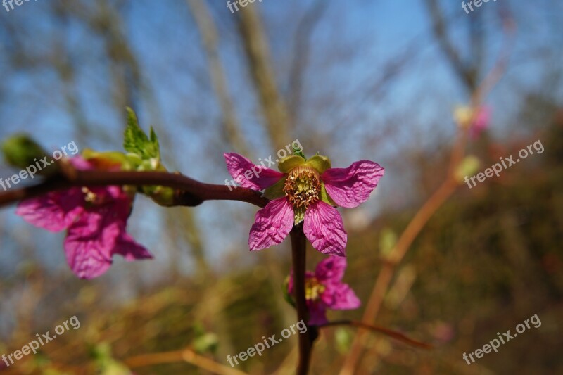 Blossom Bloom Purple Plant Shrub Garden