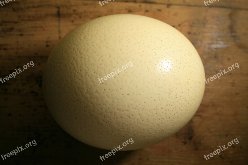 Ostrich Egg Shell Egg Ostrich Buff