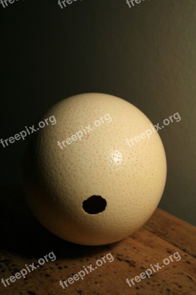 Ostrich Egg Shell Egg Ostrich Buff