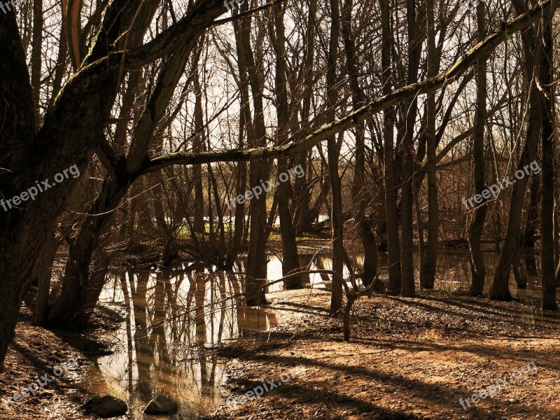 Marsh Forest Branch Nature Trees