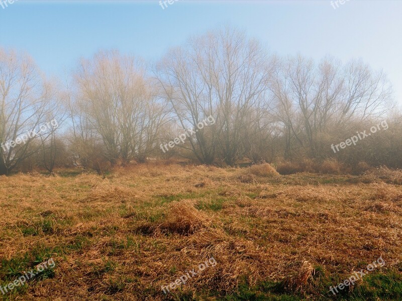 Nature Grass Trees Fog Meadow