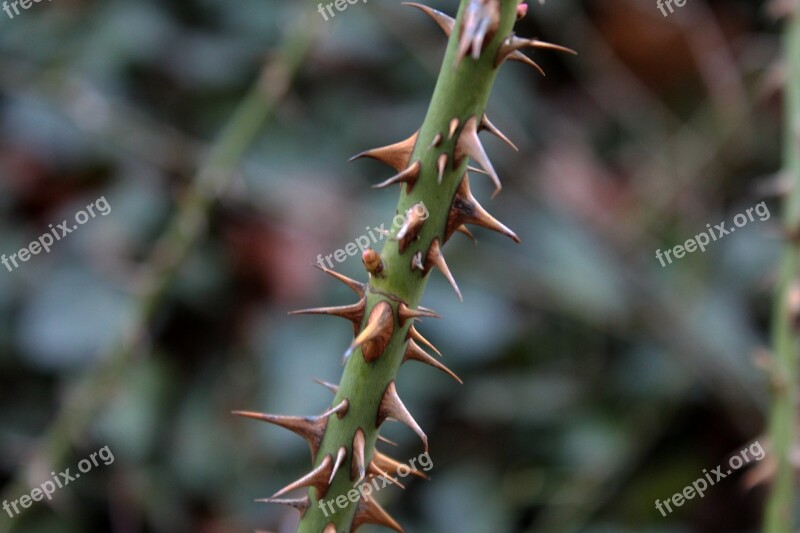 Thorns Spur Close Up Free Photos