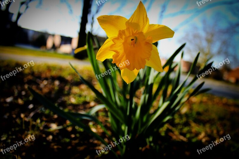 Narcissus Flower Blossom Bloom Yellow