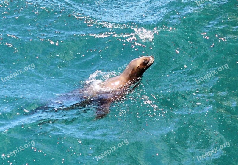 Seal Animals Sea Sea Life Puerto Madryn