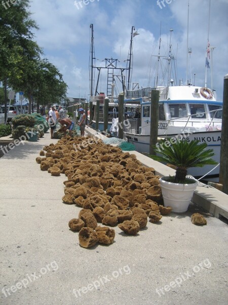 Sponges Florida Sponge Port Water