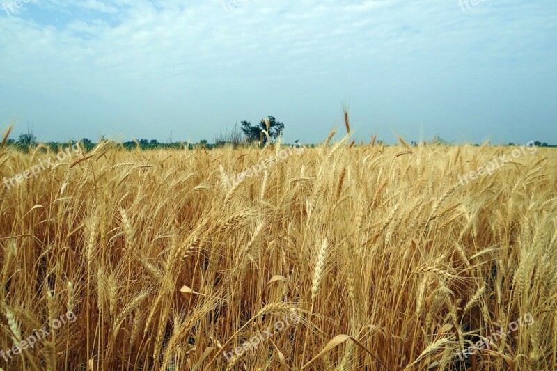 Wheat Crop Ripe Harvest Field