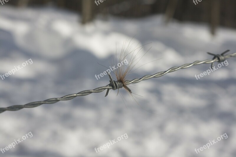 Barbed Wire Fence Country Horse Hair