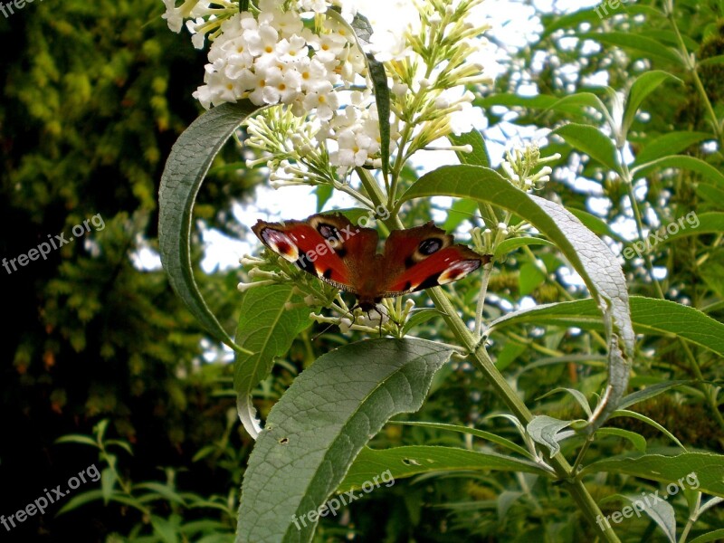 Butterfly Insect Animal Peacock Butterfly Peacock