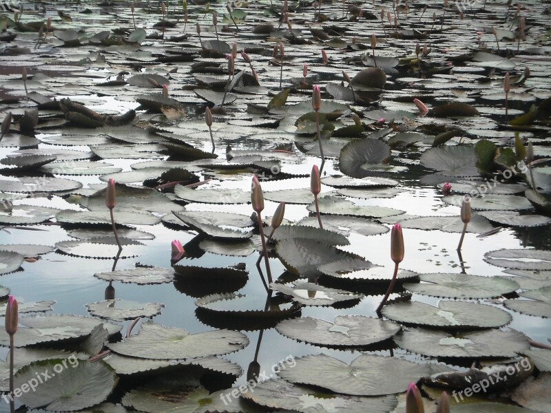 Lotus Flowers Water Free Photos